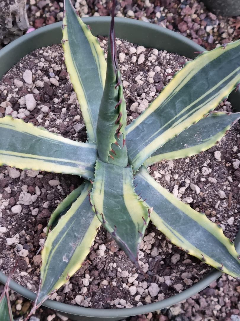 Agave mckelveyana 'Arizona Sun' (Julien Dominoni)