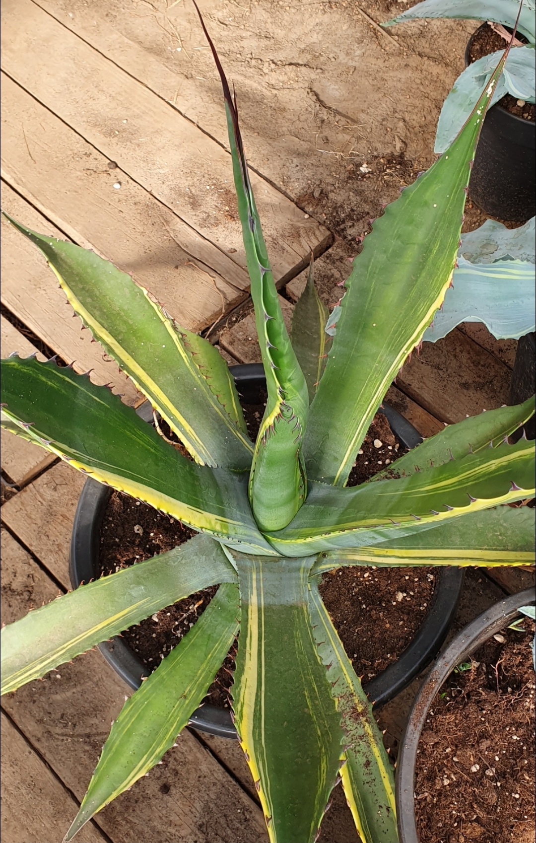 Agave mckelveyana 'Rainbow Sky' (S. van Dort)