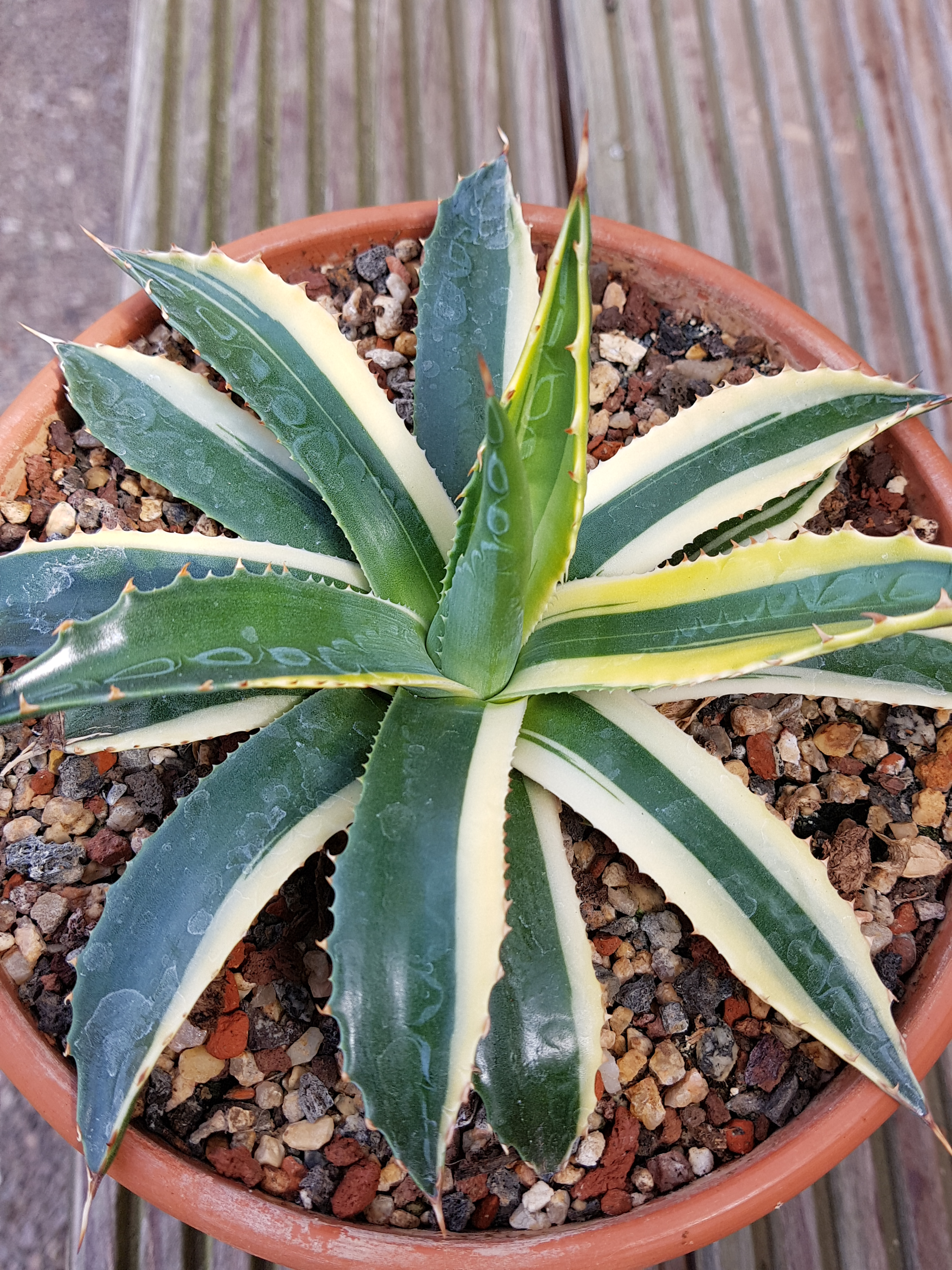 Agave montana 'Dreamliner' @ Holland (S. van Dort)