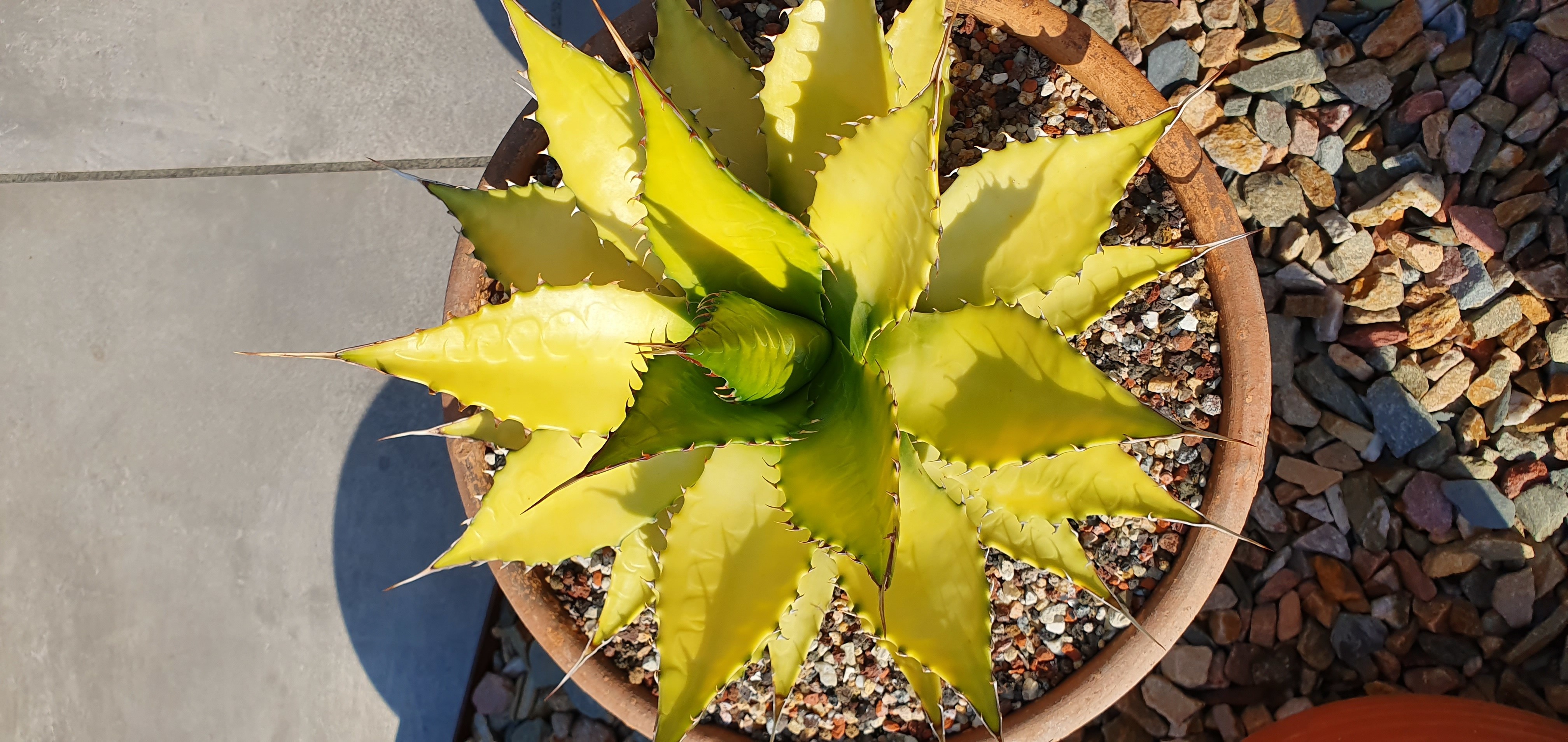 Agave montana 'Gold Digger' @ Holland (S. van Dort) A Stef van Dort discovery