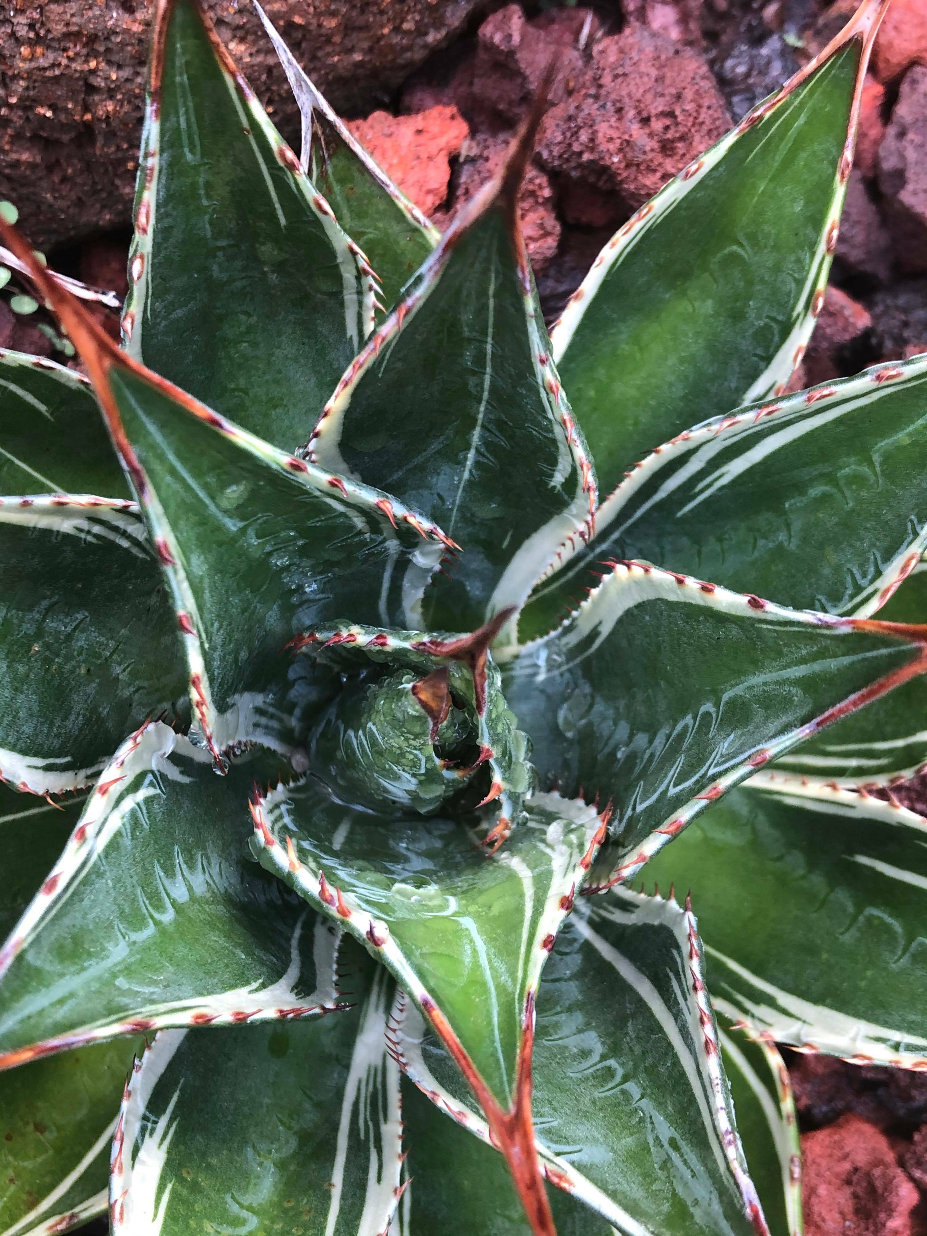 Agave montana 'King Moctezuma' @ Hawaii (Iris Herrara)