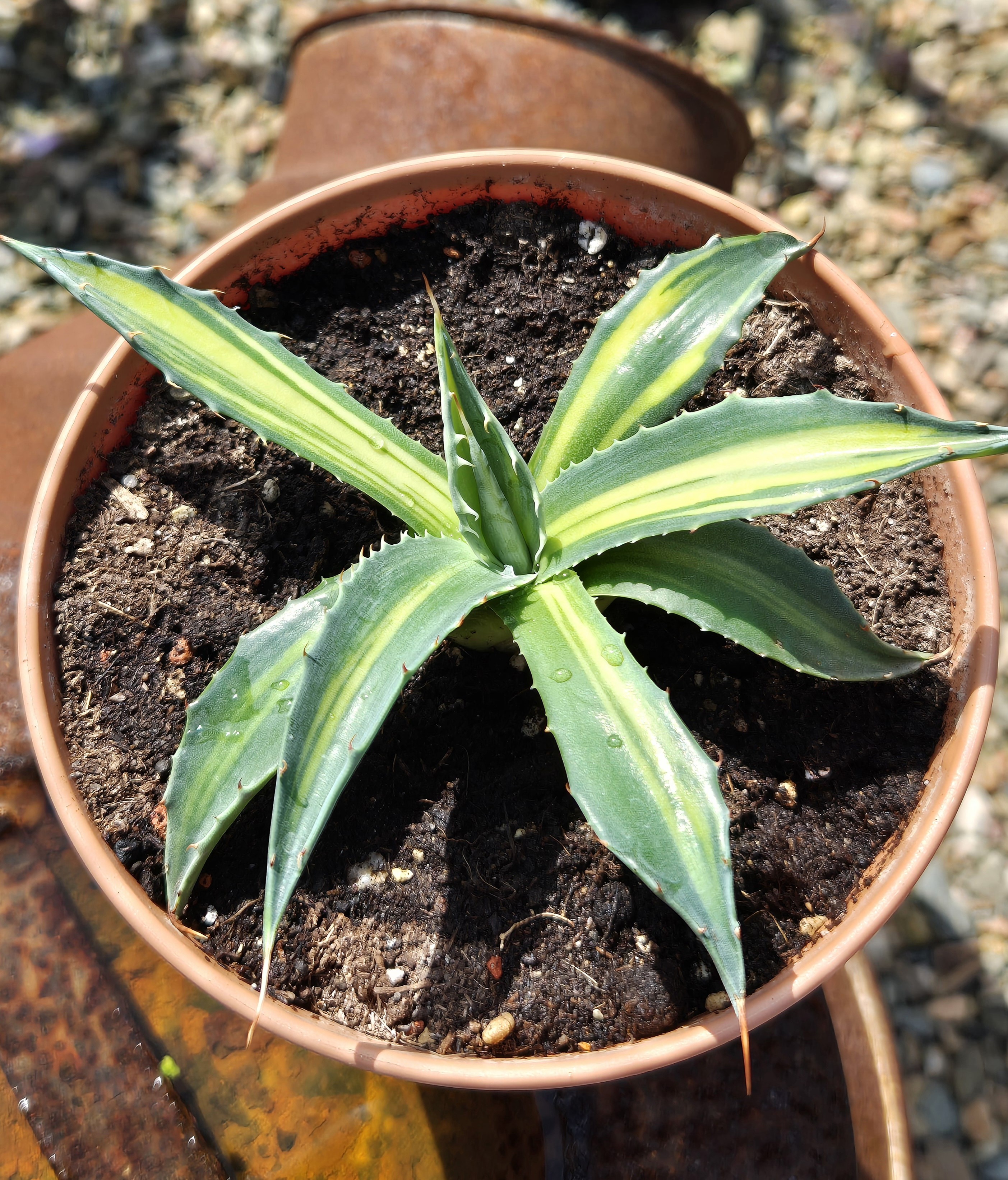 Agave montana 'Long Spine Fireworks' (S. van Dort)