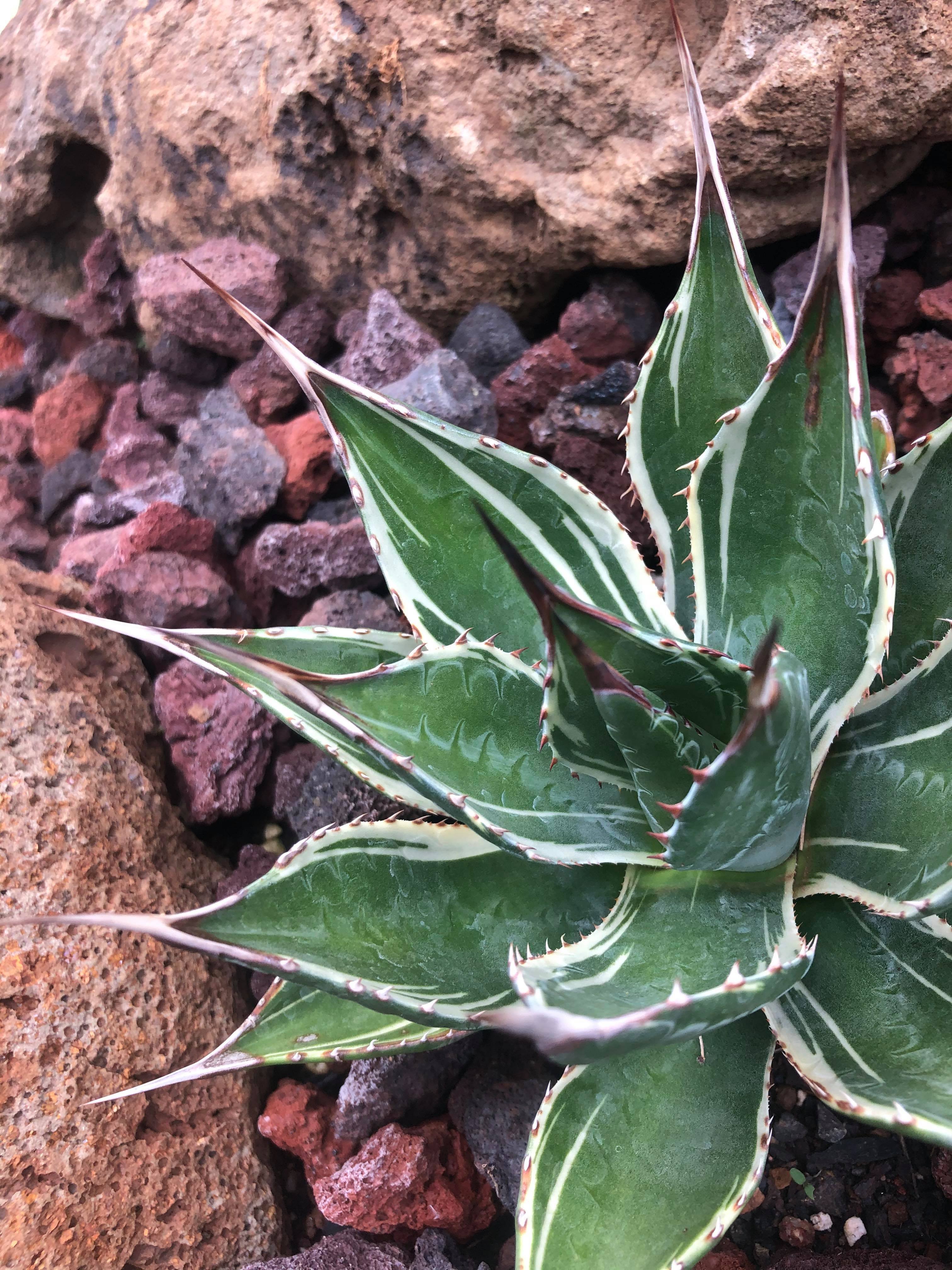 Agave montana 'Luna' @ Herrera Gdn, HI (Iris Herrera)