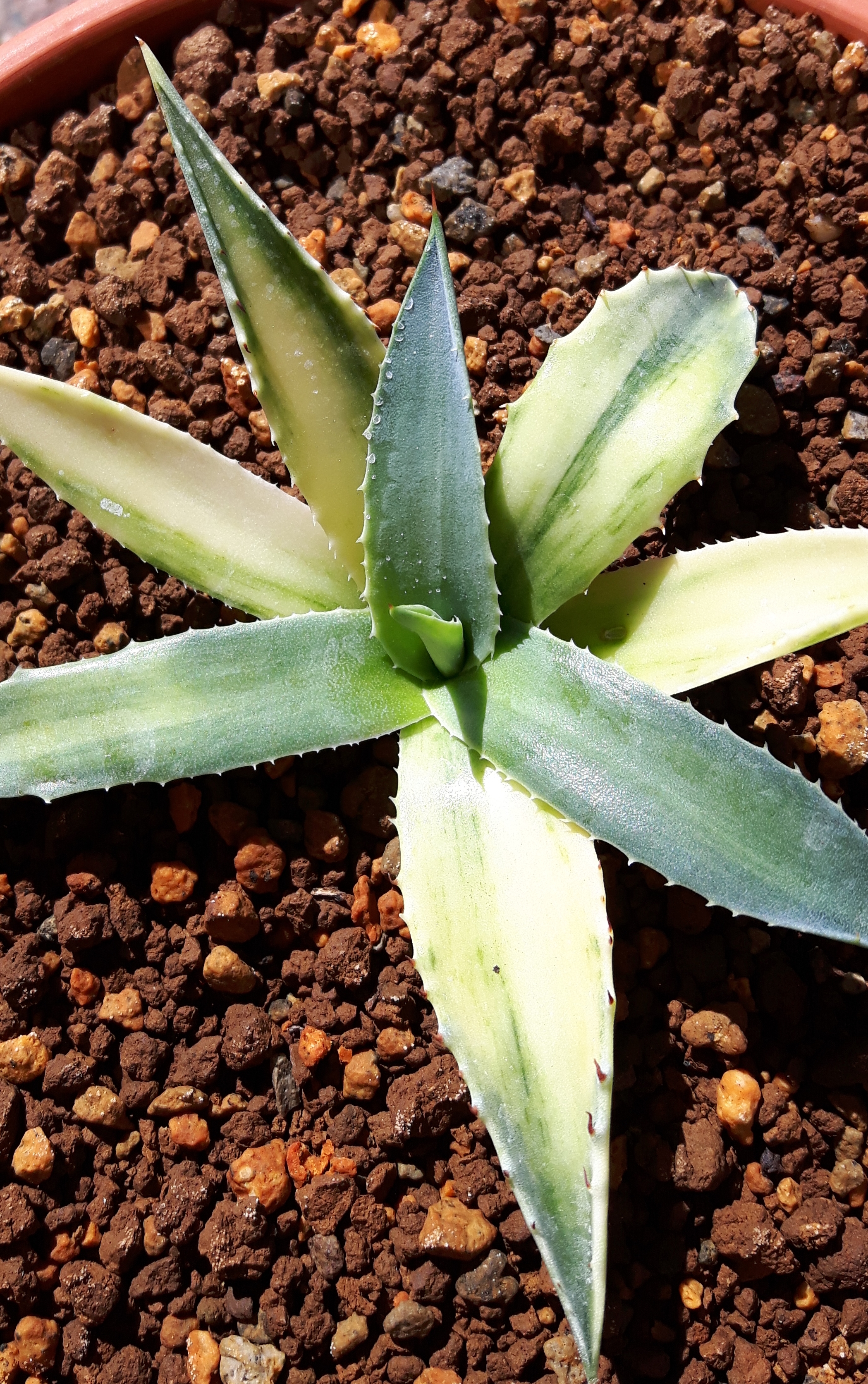 Agave montana 'Mottled Madness' @ Holland (S. van Dort)