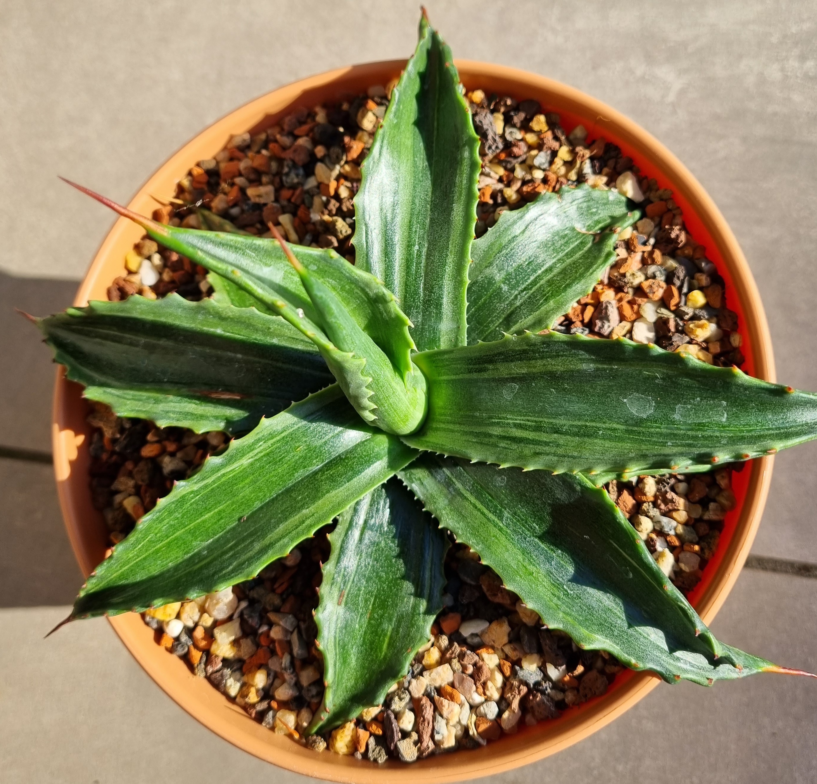 Agave montana 'Olmec Emerald' (S. van Dort) @ van Dort garden, NL - a Stef van Dort creation