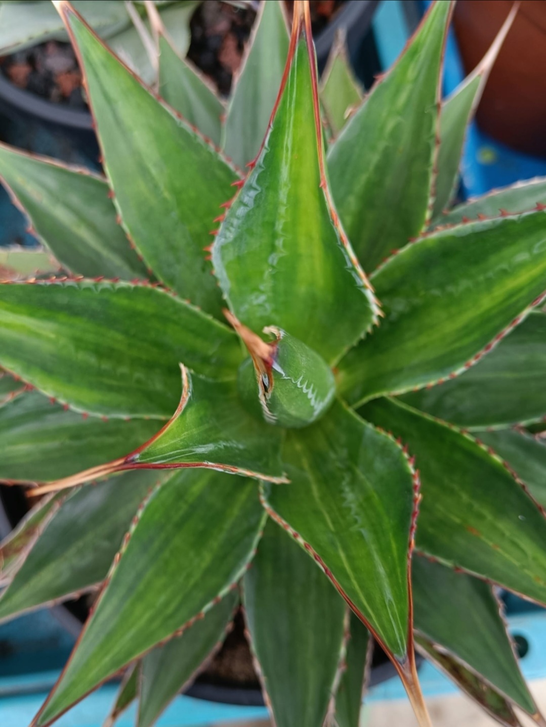 Agave montana 'Rising Sun' @ Nico Gailiaert Gdn, Belgium (S. van Dort)