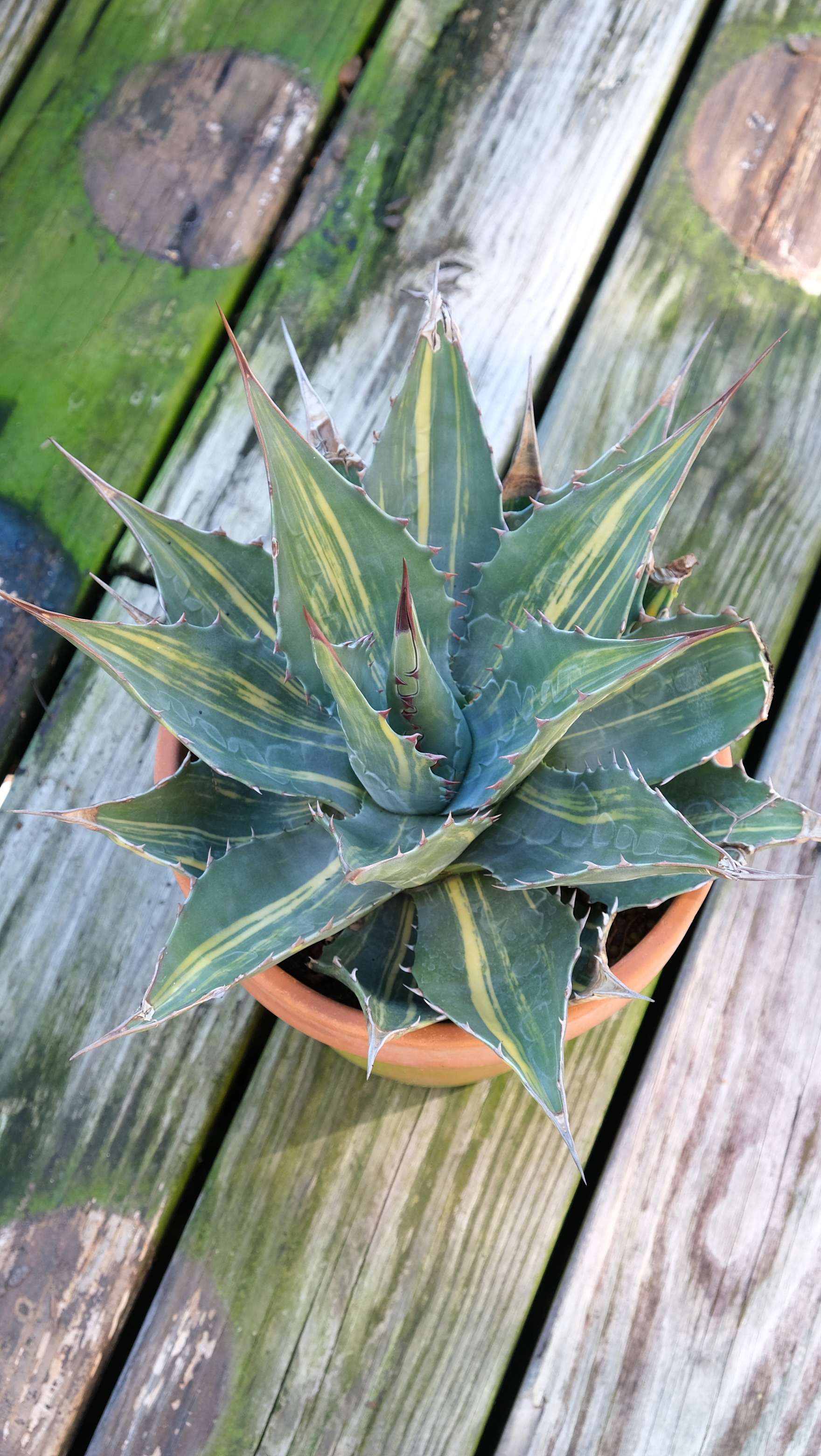 Agave montana 'Shattered Glass' @ Juniper Level BG - a sport of Agave montana 'Baccarat' discovered at Plant Delights