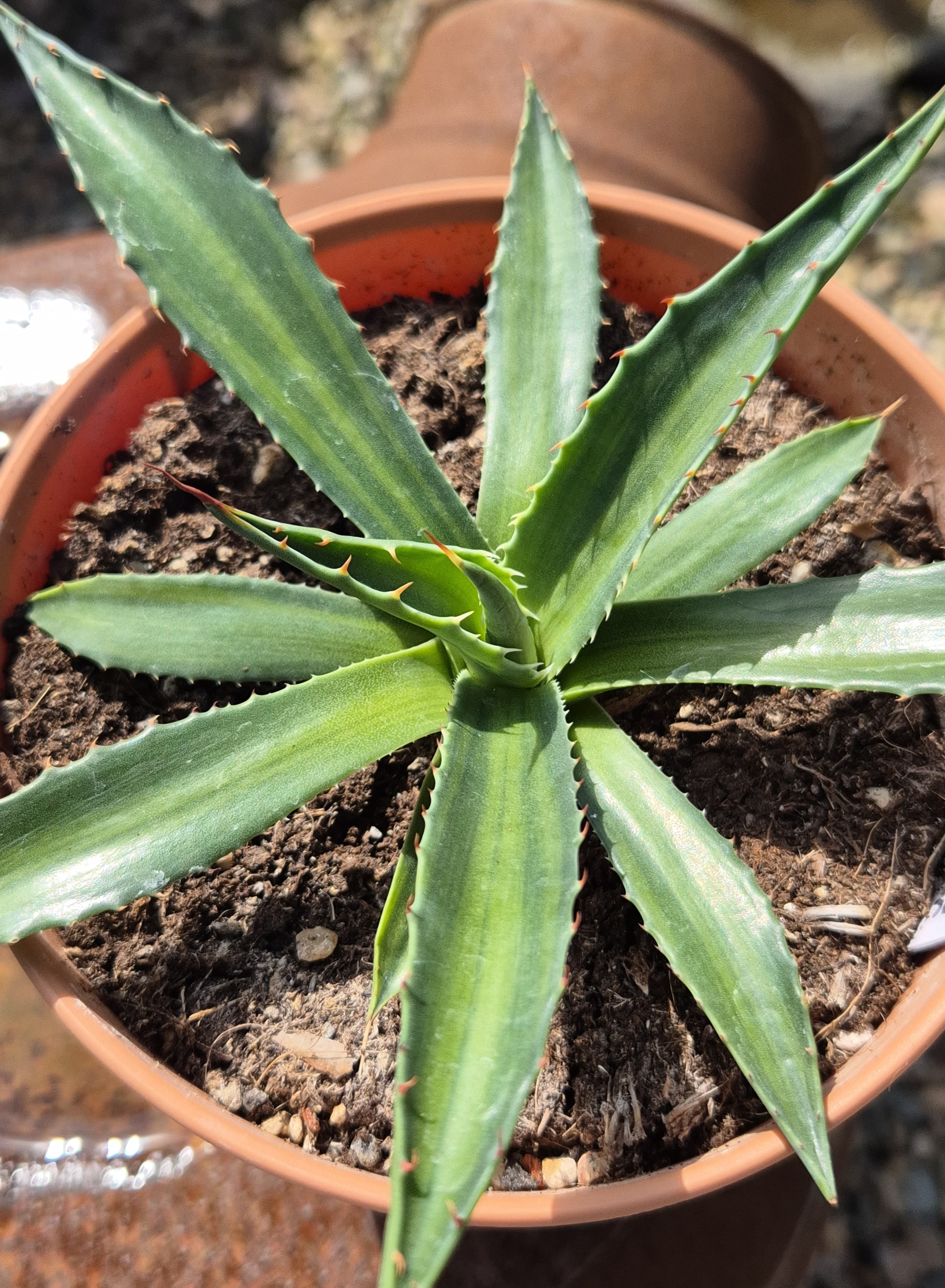 Agave montana 'Streaked Summer' (S. van Dort)
