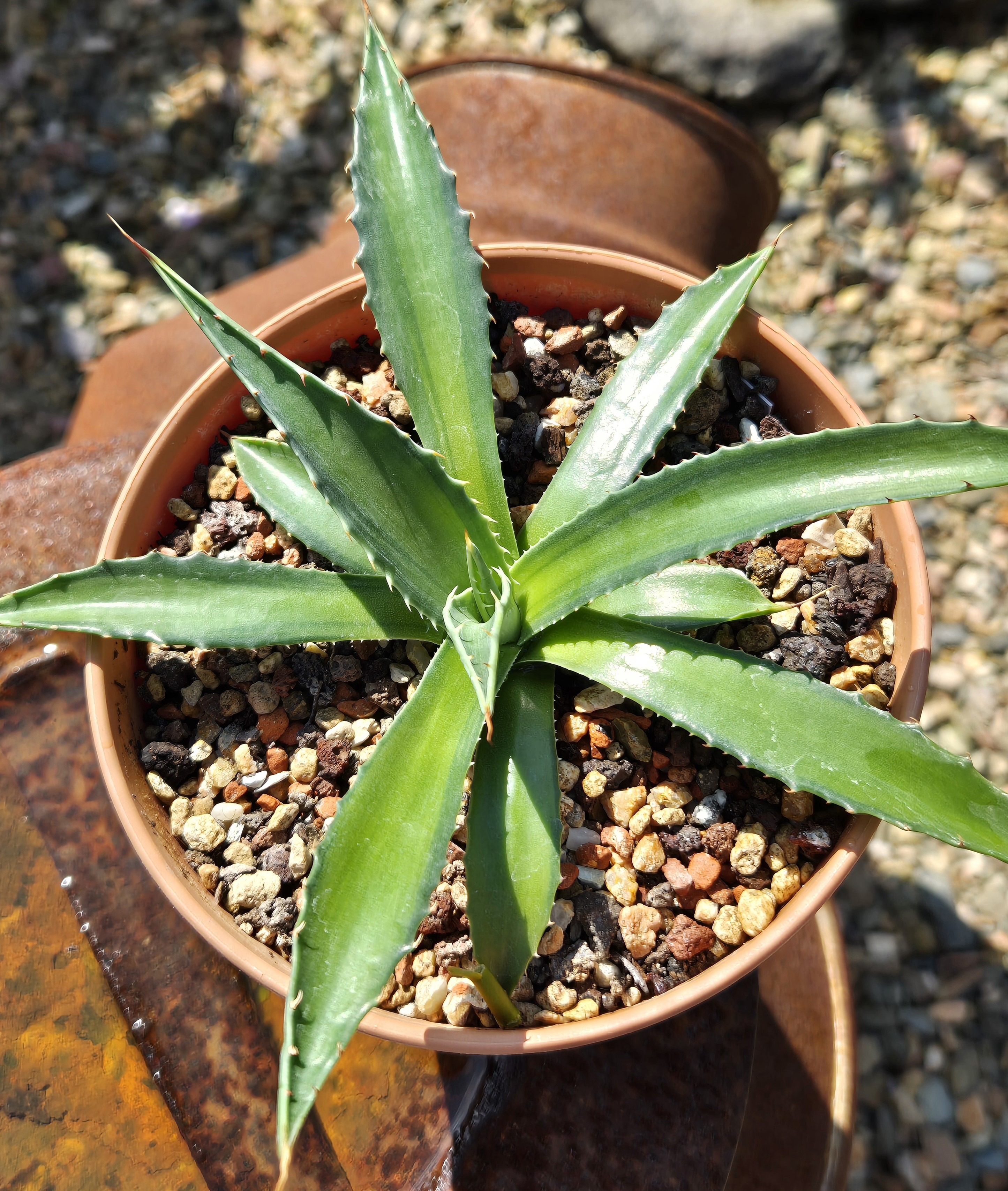 Agave montana 'Summer Glossy' (S. van Dort)
