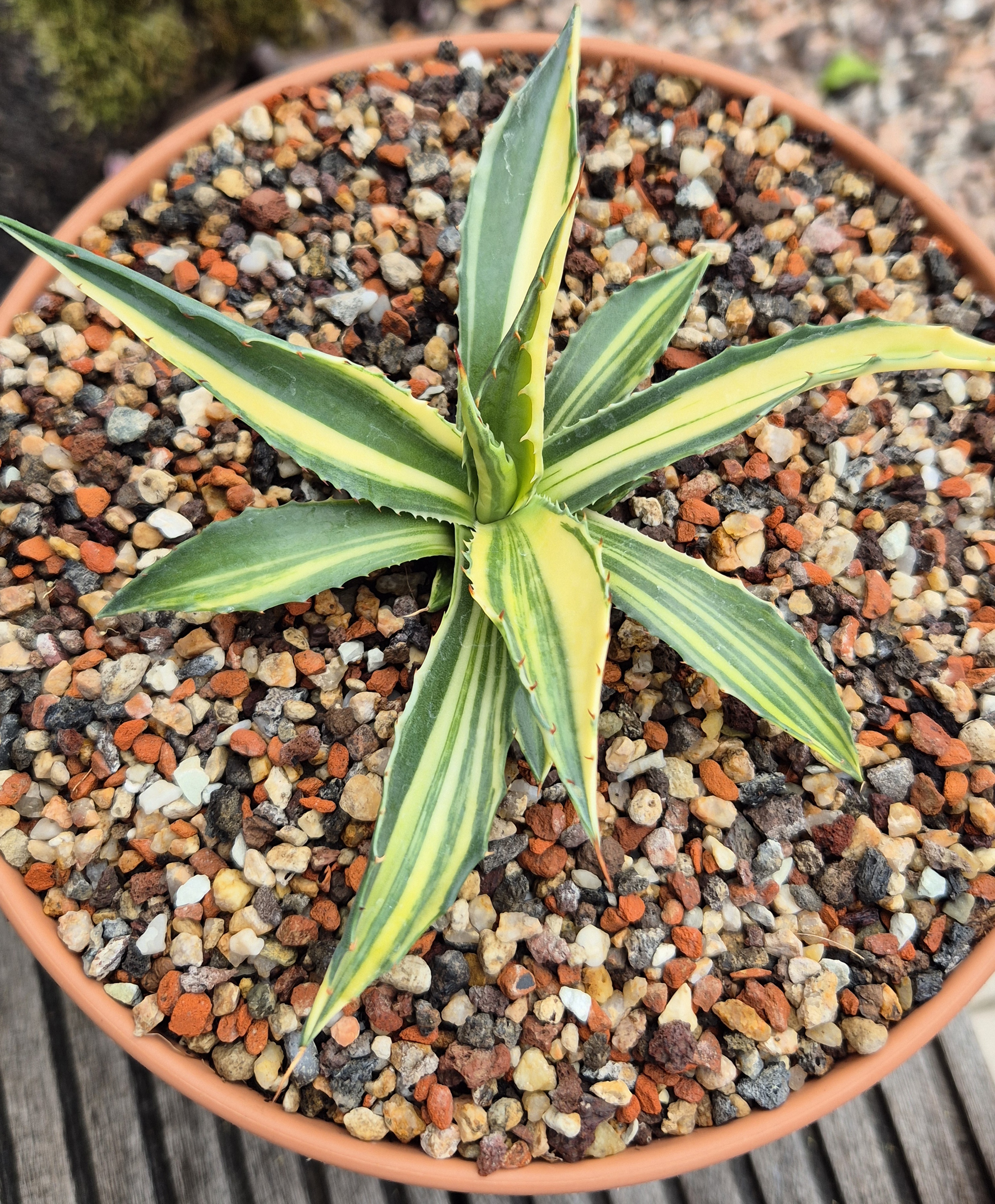 Agave montana 'Sunset Painting ' @ Holland - (S. van Dort)