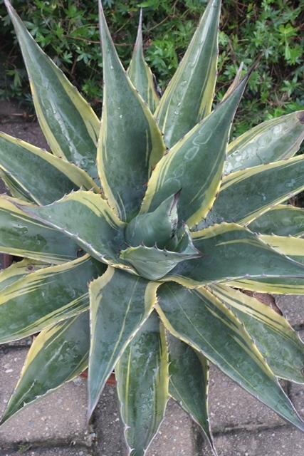 Agave montana 'Tiffany; @ PDN/JLBG (Avent) -
a Hans Hansen mutation of Agave montana 'Baccarat'