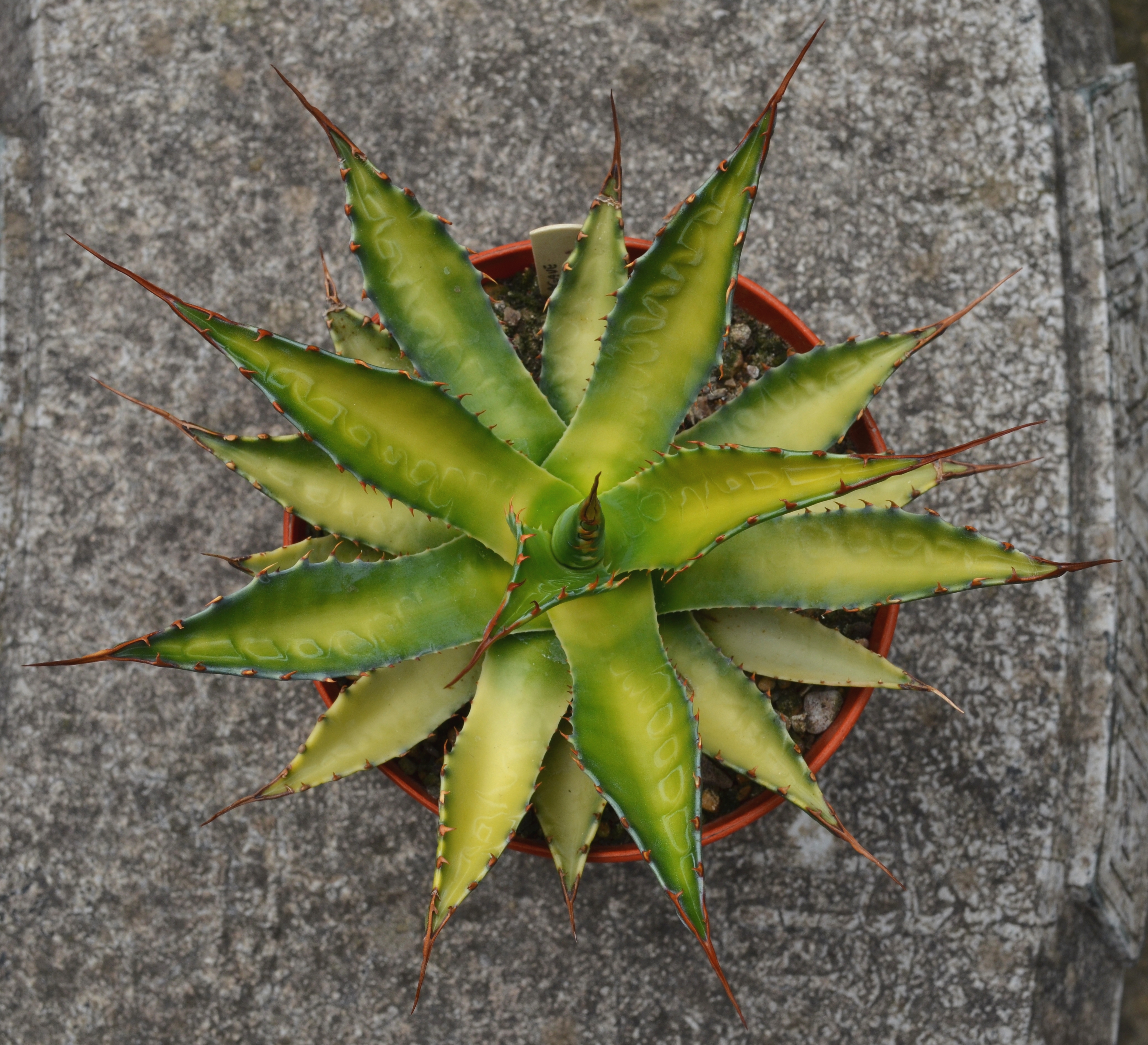 Agave montana 'Toxic Waste' @ UK, A seedling from Mark Williams, UK (Mark Williams)