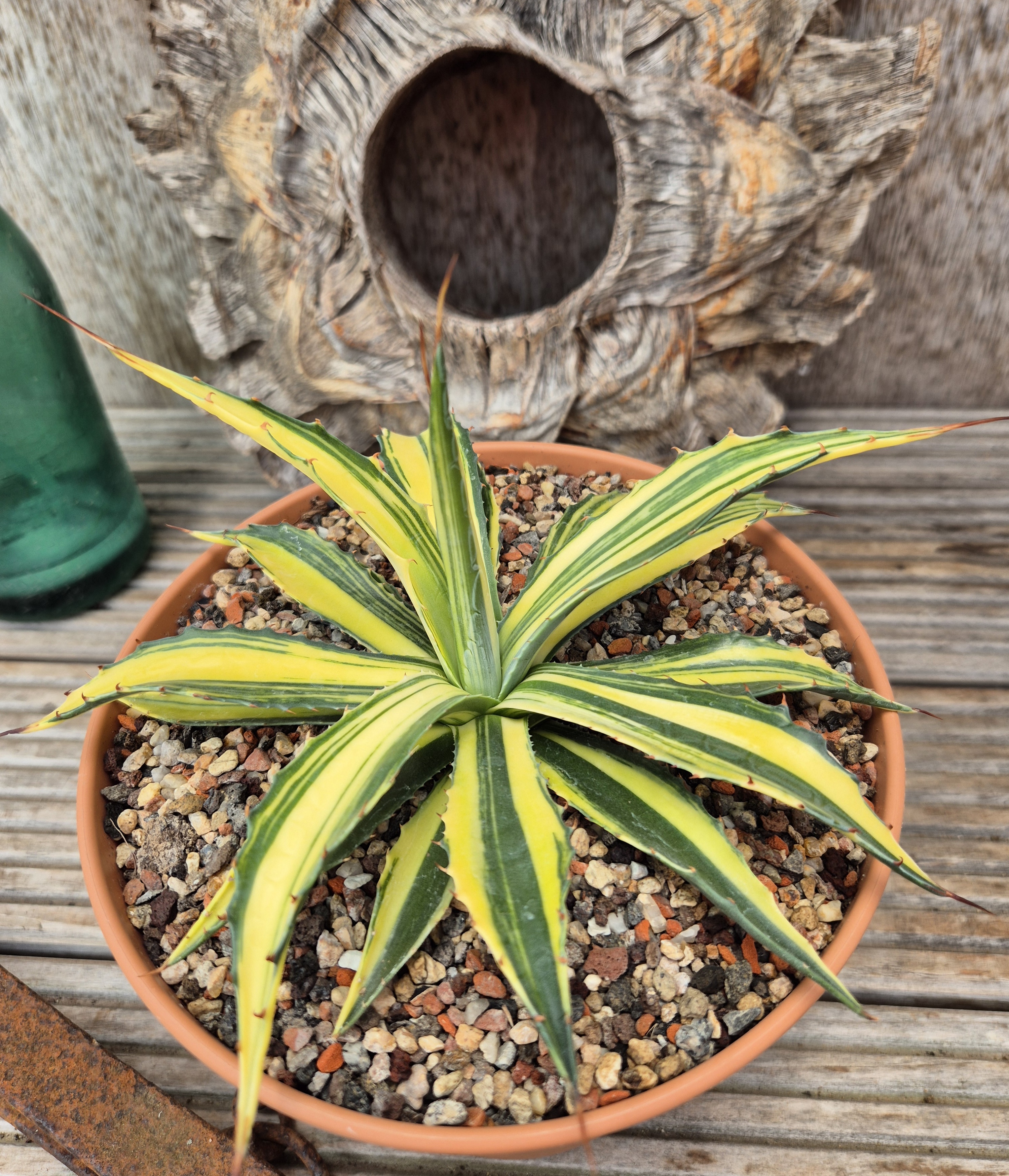 Agave montana 'Yellow Diablo' @ Holland (S. van Dort)
