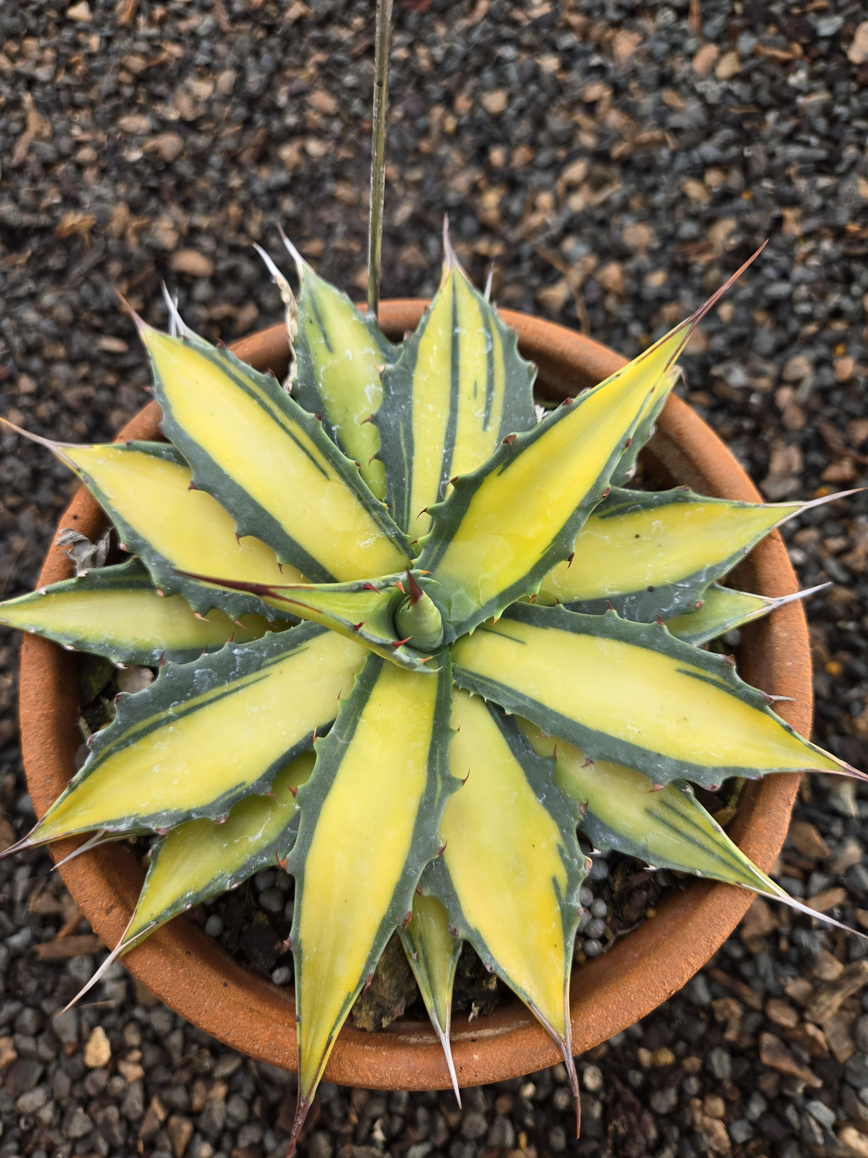 Agave montana 'Yellow Diamond' yellow center sport of Agave 'Baccarat' @ PDN/JLBG (Avent)- a Hans Hansen discovery