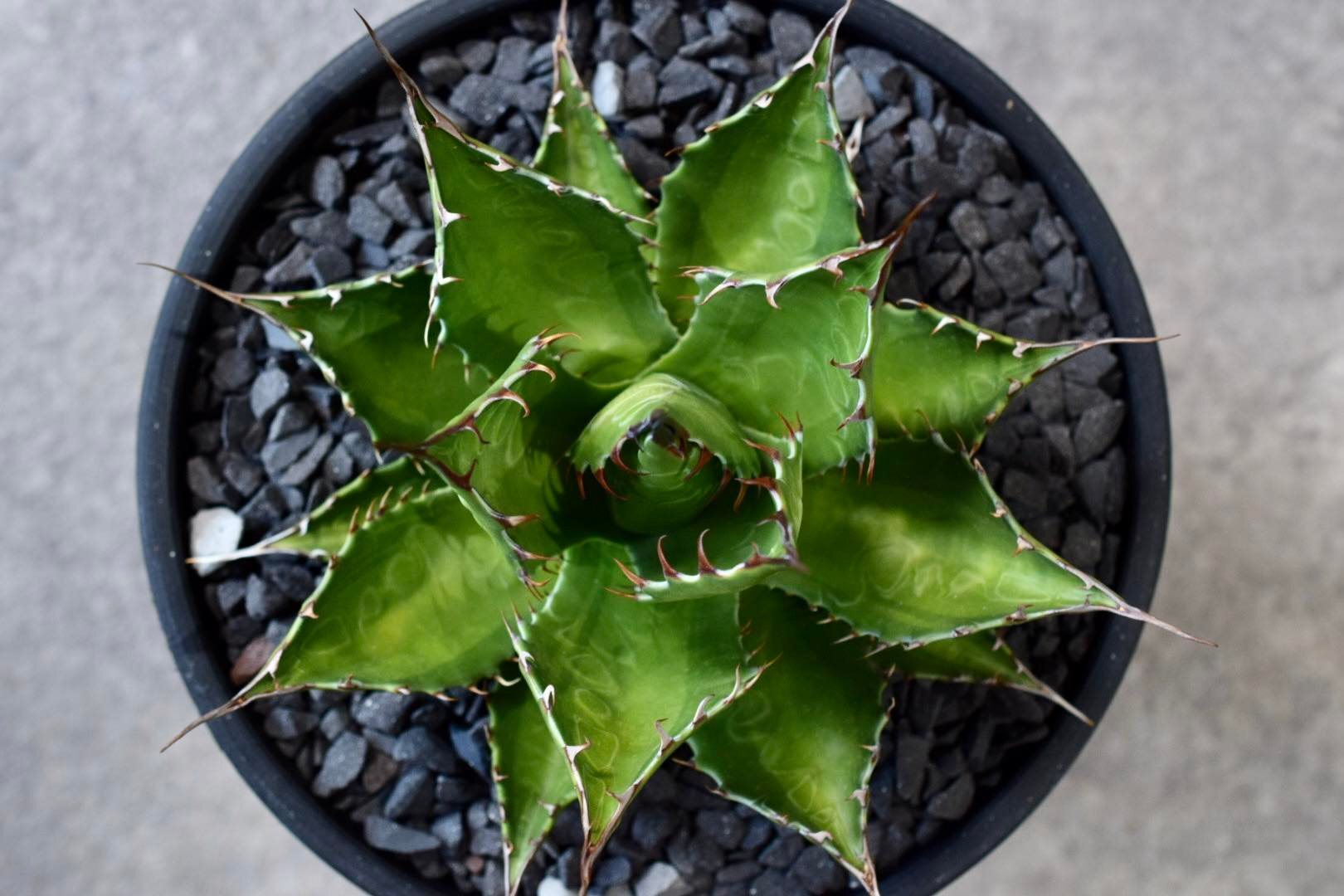 Agave montana yellow center (Daiki in Tokoyo)