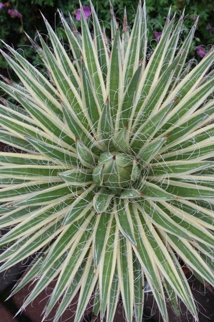 Agave multifilifera 'Starshine' @ PDN/JLBG (Avent) - not the same as Agave schidigera 'Shiro ito no Ohi', received under the invalid name 'Marginata' and renamed by Plant Delights 