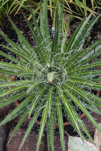 Agave multifillifera 'Silly String' @ PDN/JLBG (Avent)