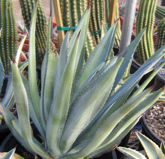 Agave murphyi chartreuse center (Calplants)