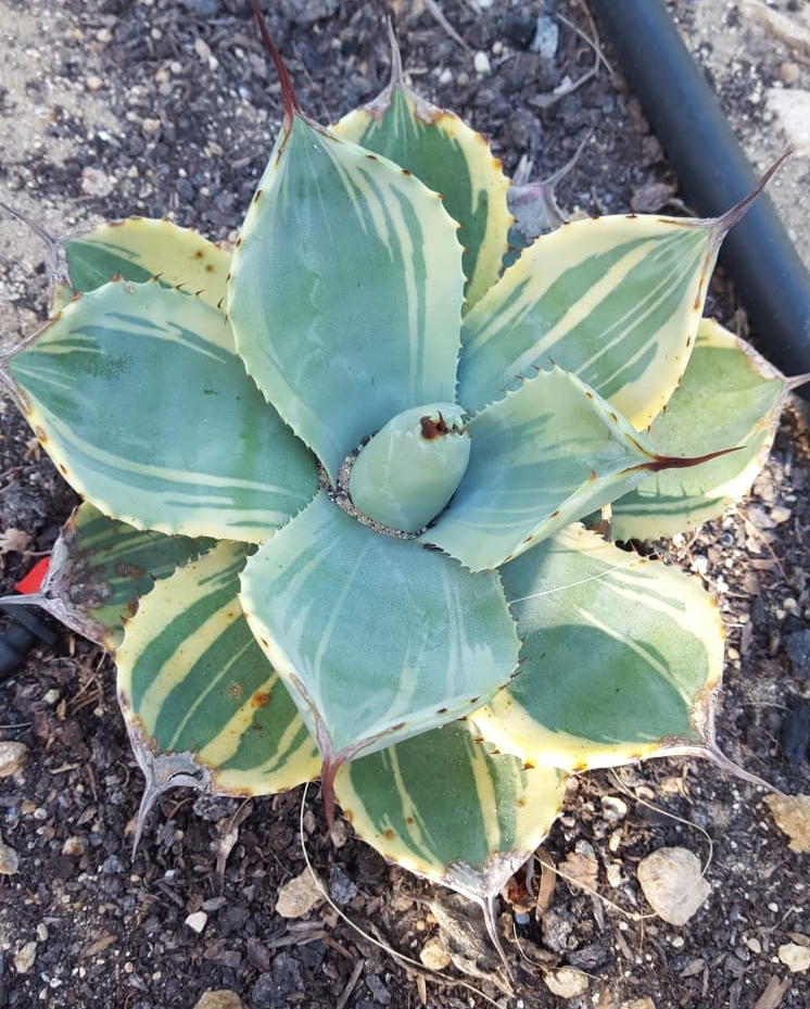 Agave parryi ssp. truncata 'Lime Streak' @ L. Busato Gdn, IT (S. van Dort)