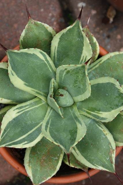Agave parryi ssp. huachucensis 'Point of Interest' @ PDN/JLBG (Avent) - A Hans Hansen sport from Agave parryi 'Excelsior' (PDN030)