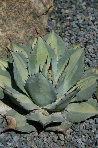 Agave parryi ssp. huachucensis 'Excelsior' @ PDN/JLBG (Avent); sometime listed under the invalid name of 'Mediopicta Alba'.