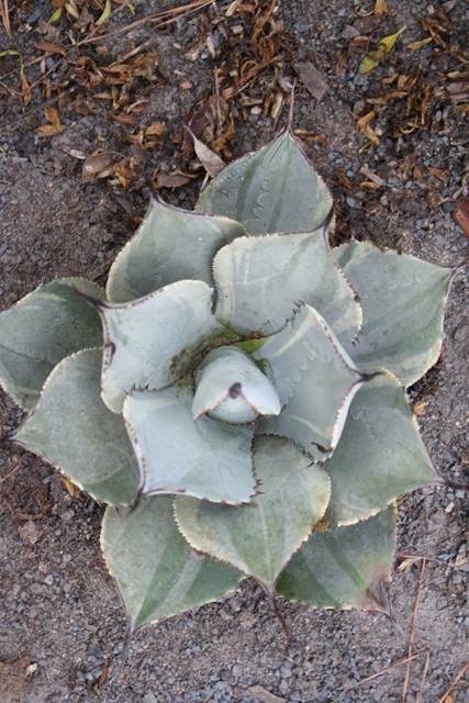 Agave parryi ssp. parryi 'Dawn's Early Light' (JLBG-039) @ PDN/JLBG (Avent); Discovered by Plant Delights; not named yet