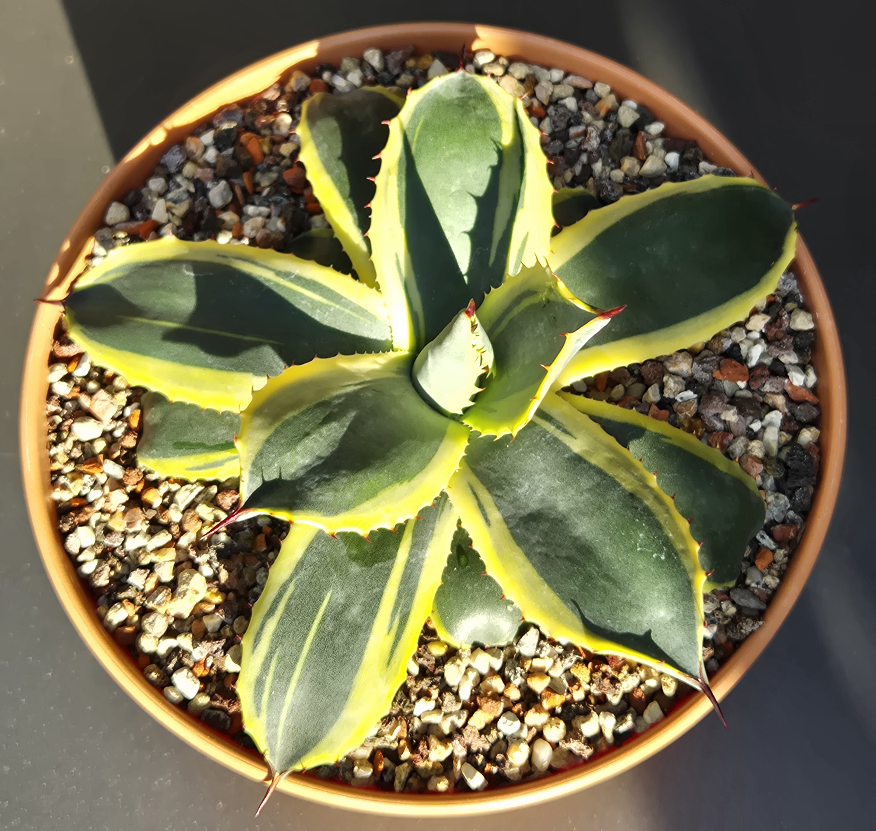 Agave parryi ssp. huachucensis 'Belleza Sensazionale' @ Holland (S van Dort)