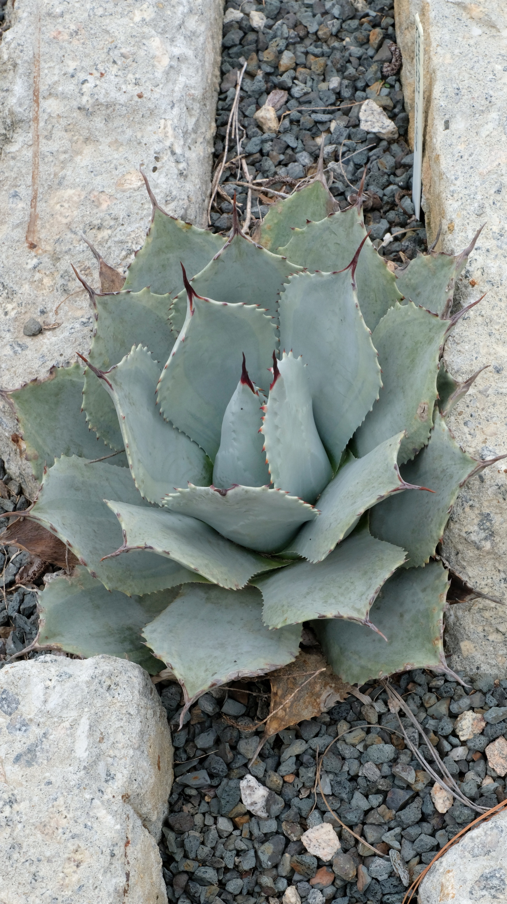 Agave parryi ssp huachucensis Desert Delights PDN029