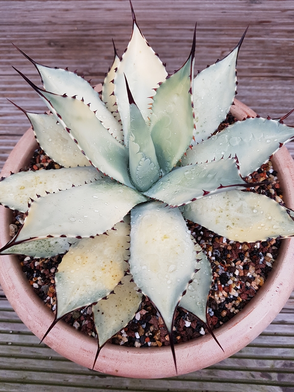 Agave parryi ssp. huachucensis 'Spring Sun' @ Holland (S. van Dort)