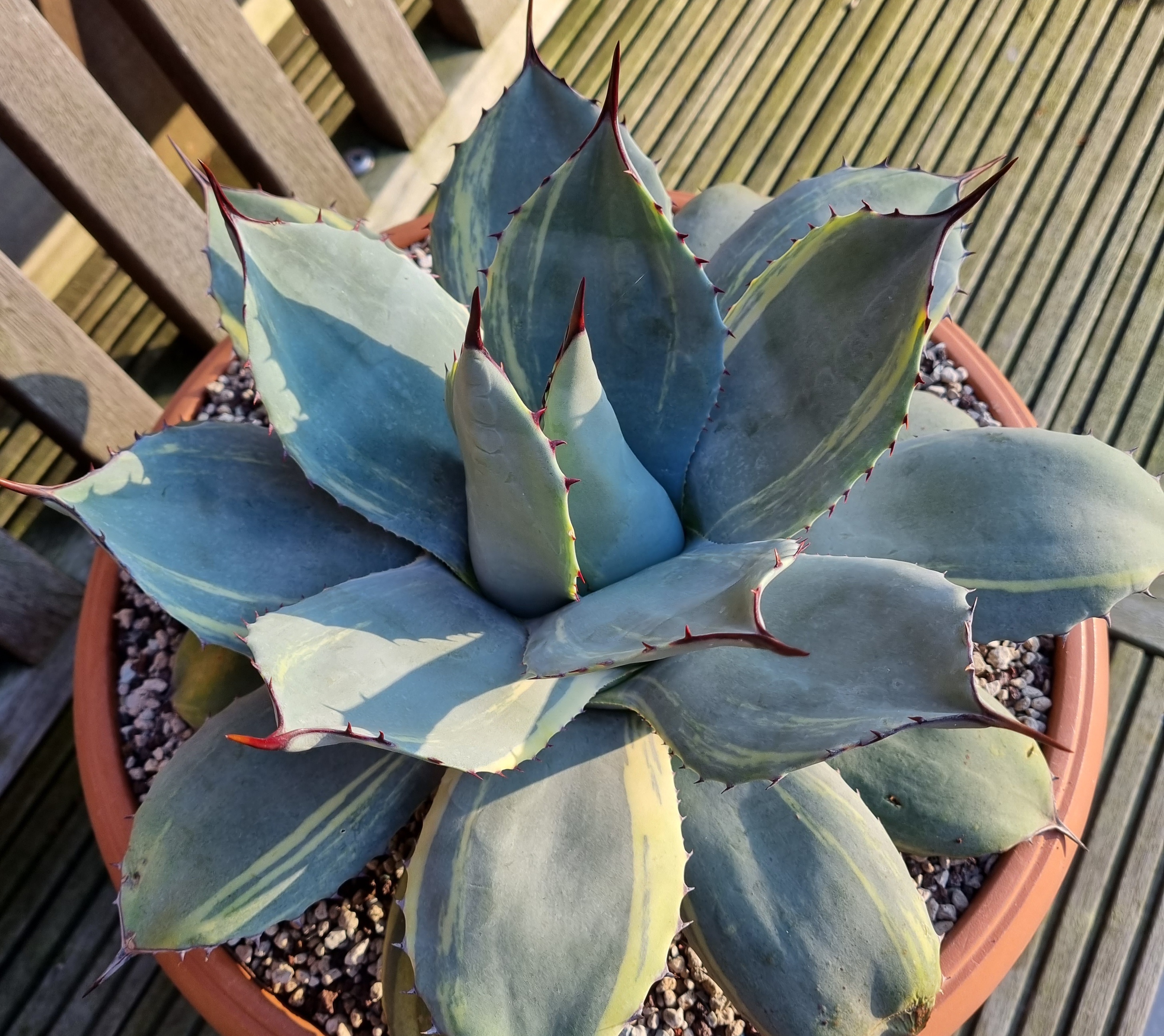 Agave parryi ssp. huachucensis 'Una Belleza' (S van Dort)
