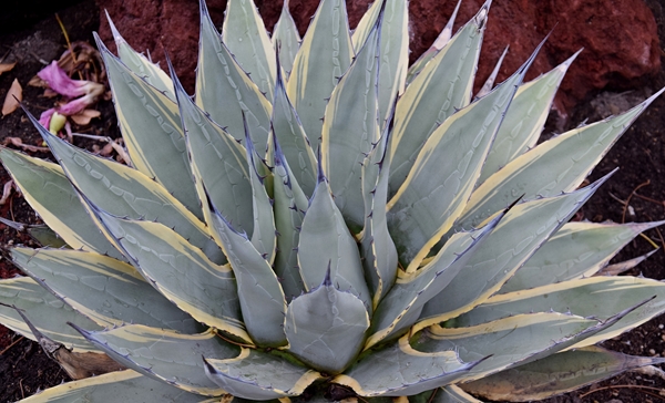 Agave parrryi ssp. neomexicana 'Sunspot'@ Huntington Botanic Garden, CA (Avent) - discovered by David Salman 