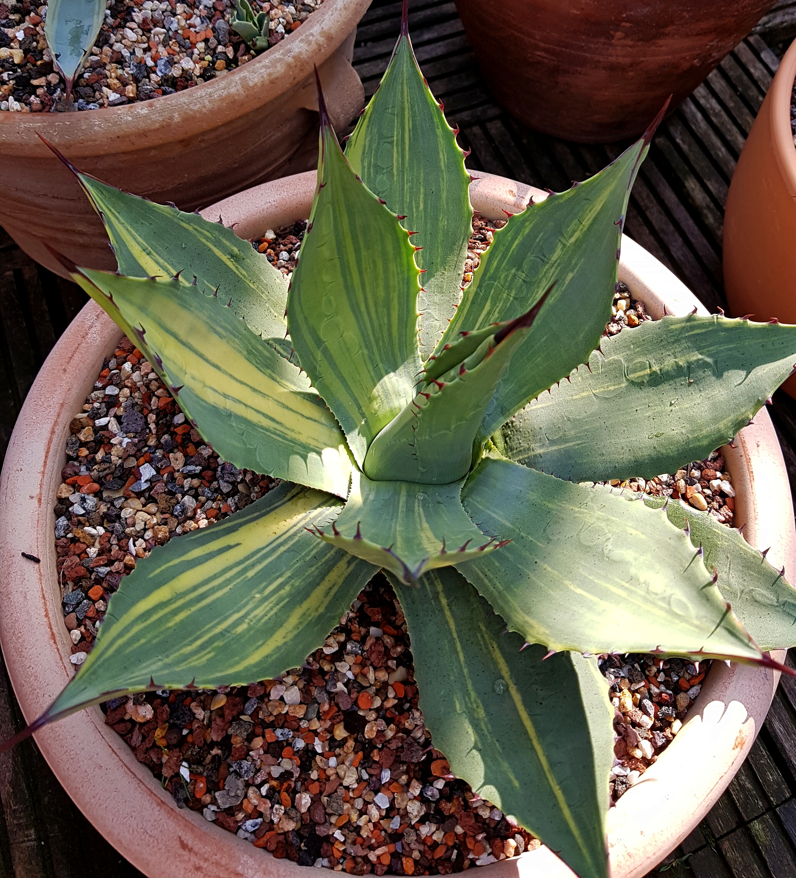 Agave parryi ssp. parryi 'Dream Wish' @ Holland (S. van Dort)
