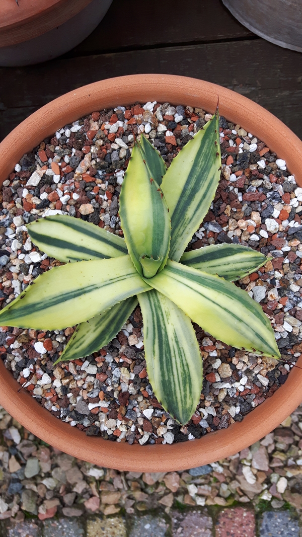 Agave parryi ssp. parryi 'Nero' @ Holland (S. van Dort)