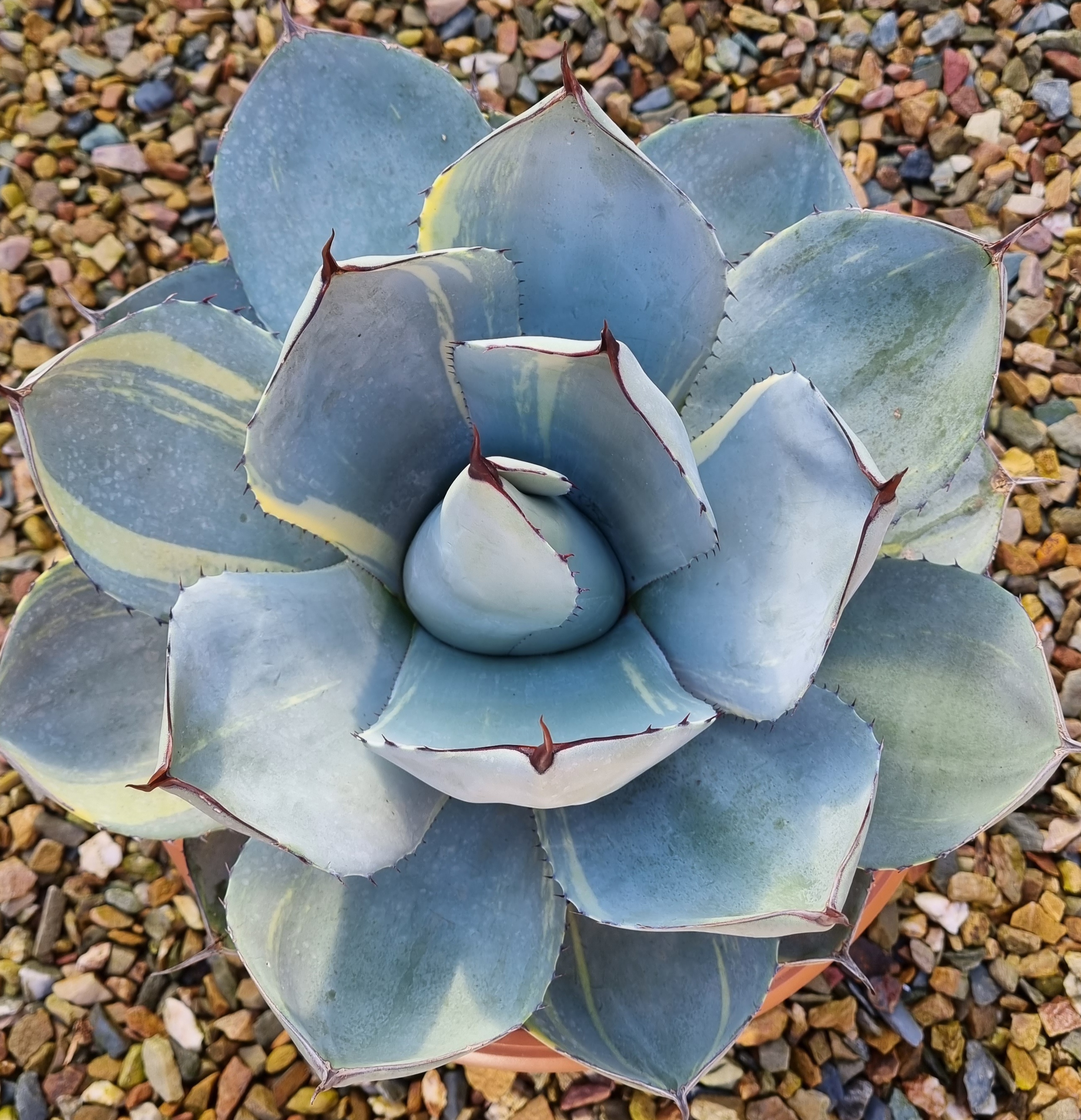 Agave parryi ssp. truncata 'Acapulco Bleu' @ Bibiano Saiz Folgado (S. van Dort)