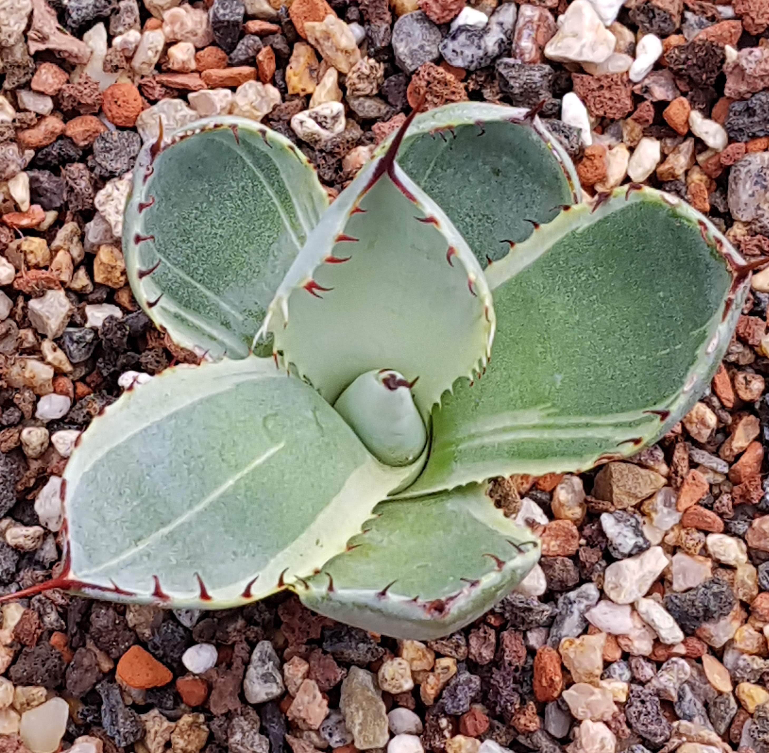 Agave parryi ssp. truncata 'Big Eyes' @ Holland (S. van Dort)