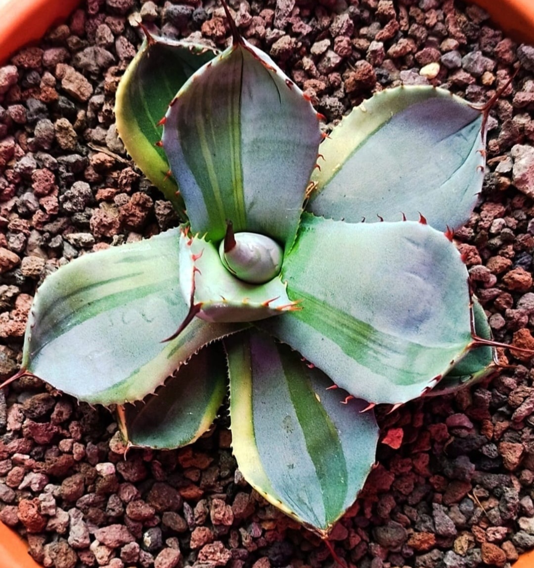 Agave parryi ssp. truncata 'Blue Dreams' @ S. Vervoort Gdn, Belgium (Steve Vervoort)