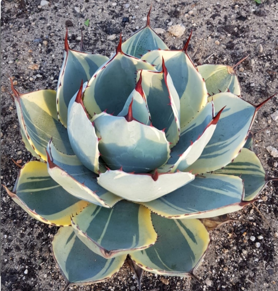 Agave parryi ssp truncata 'Cola Rizada Blanca' (S. van Dort) @ 
Luigi Busato Garden, Carloforte Italy 


