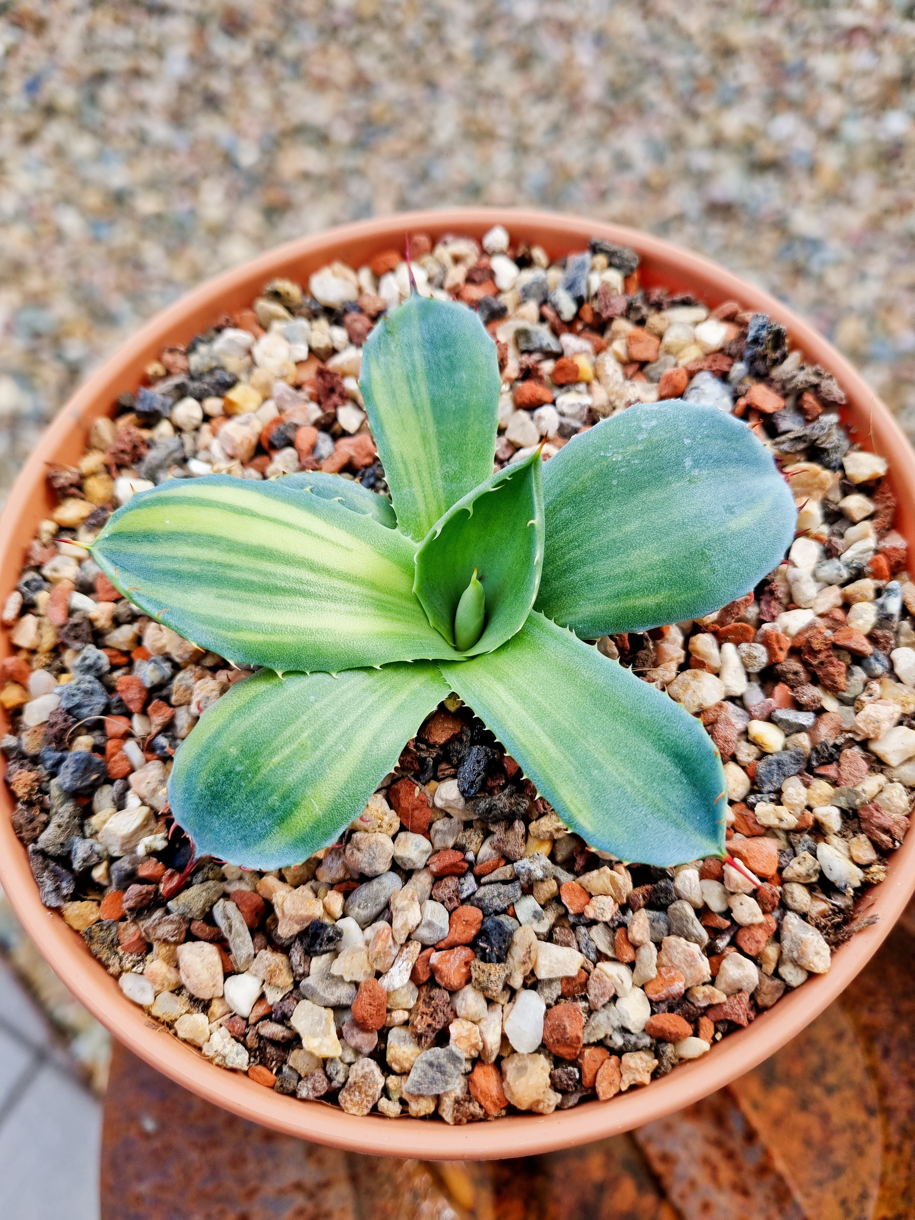 Agave parryi ssp. truncata 'Corazon' @ Holland (S. van Dort)