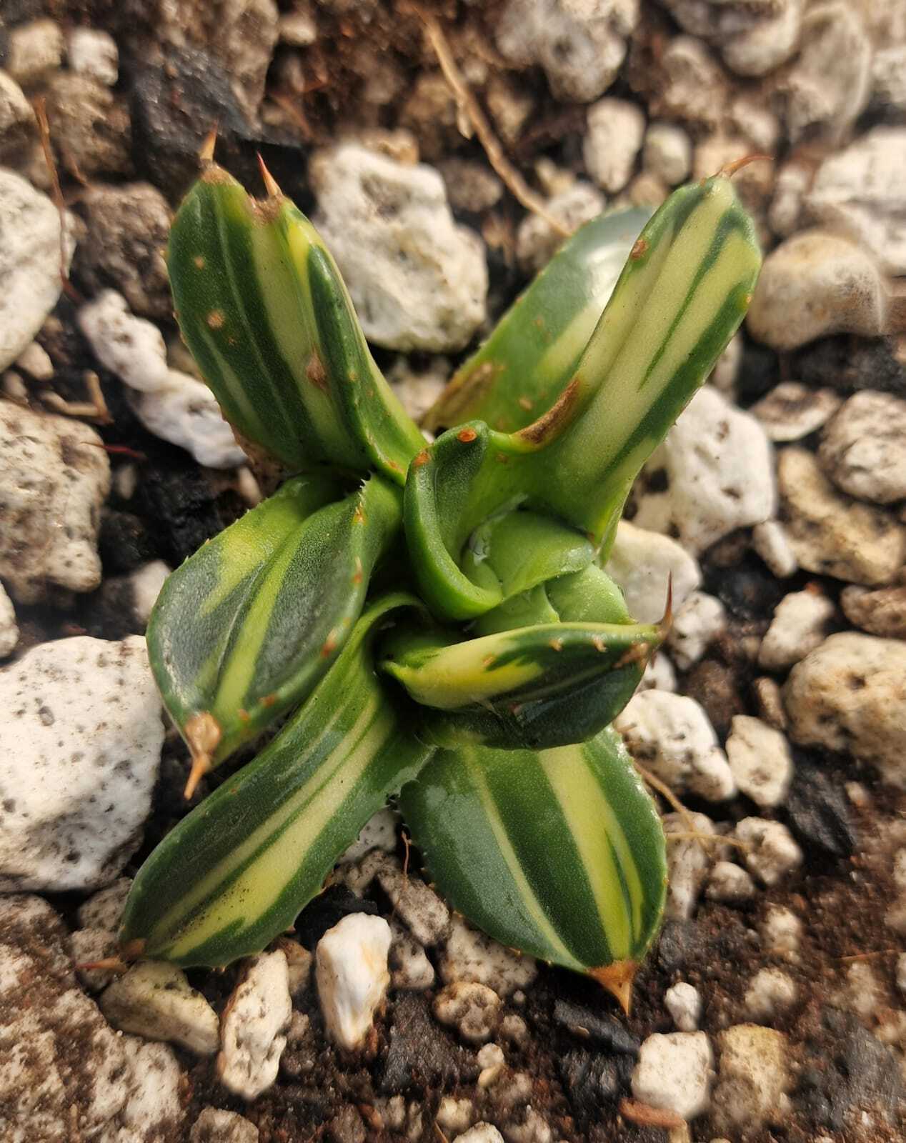 Agave parryi ssp. truncata 'Fireflies' @ Abu Bkar Garden, Pakistan