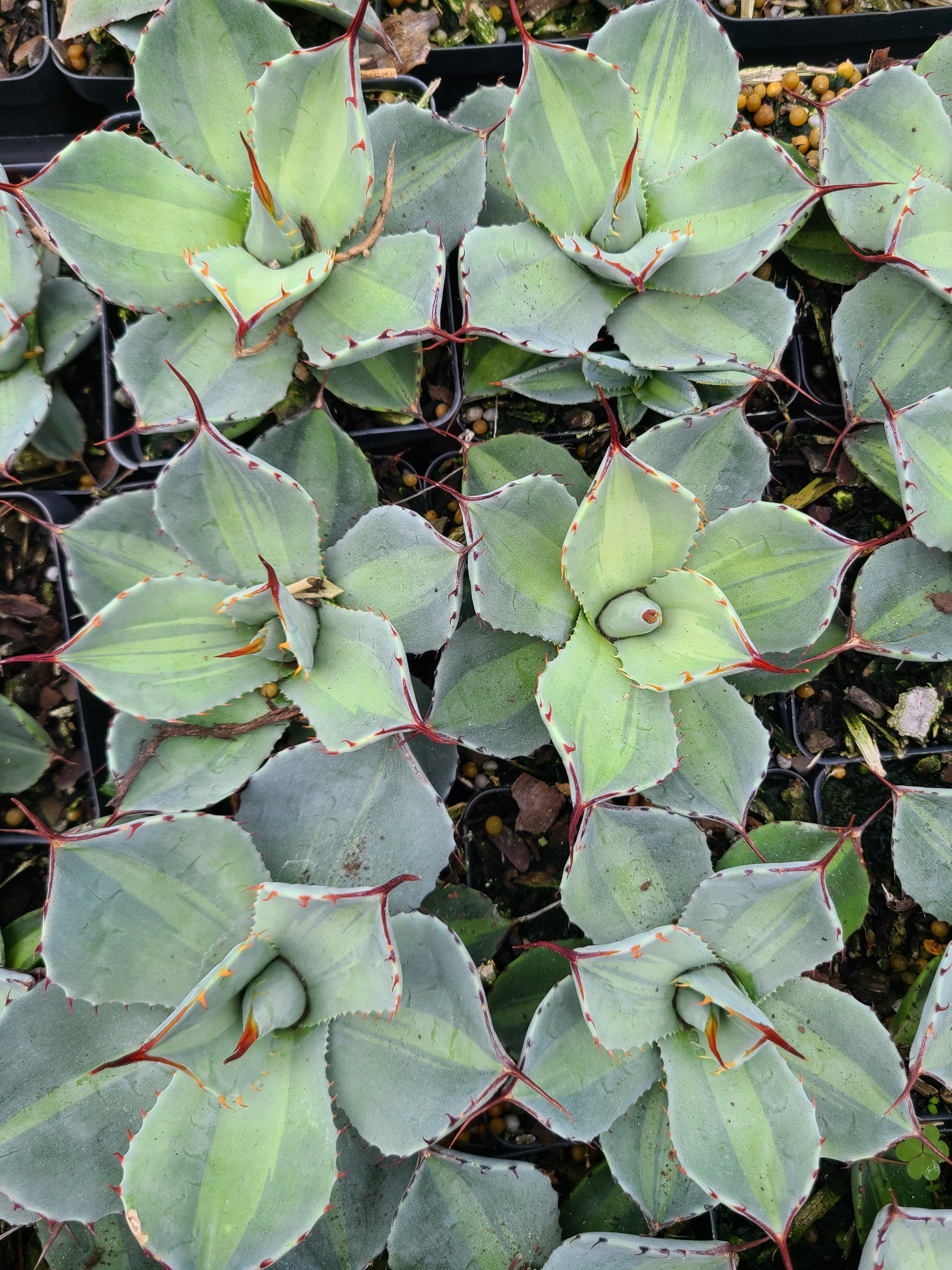 Agave parryi ssp. truncata 'Jackpot' @ PDN/JLBG - a Plant Delights introduction of a Hans Hansen sport