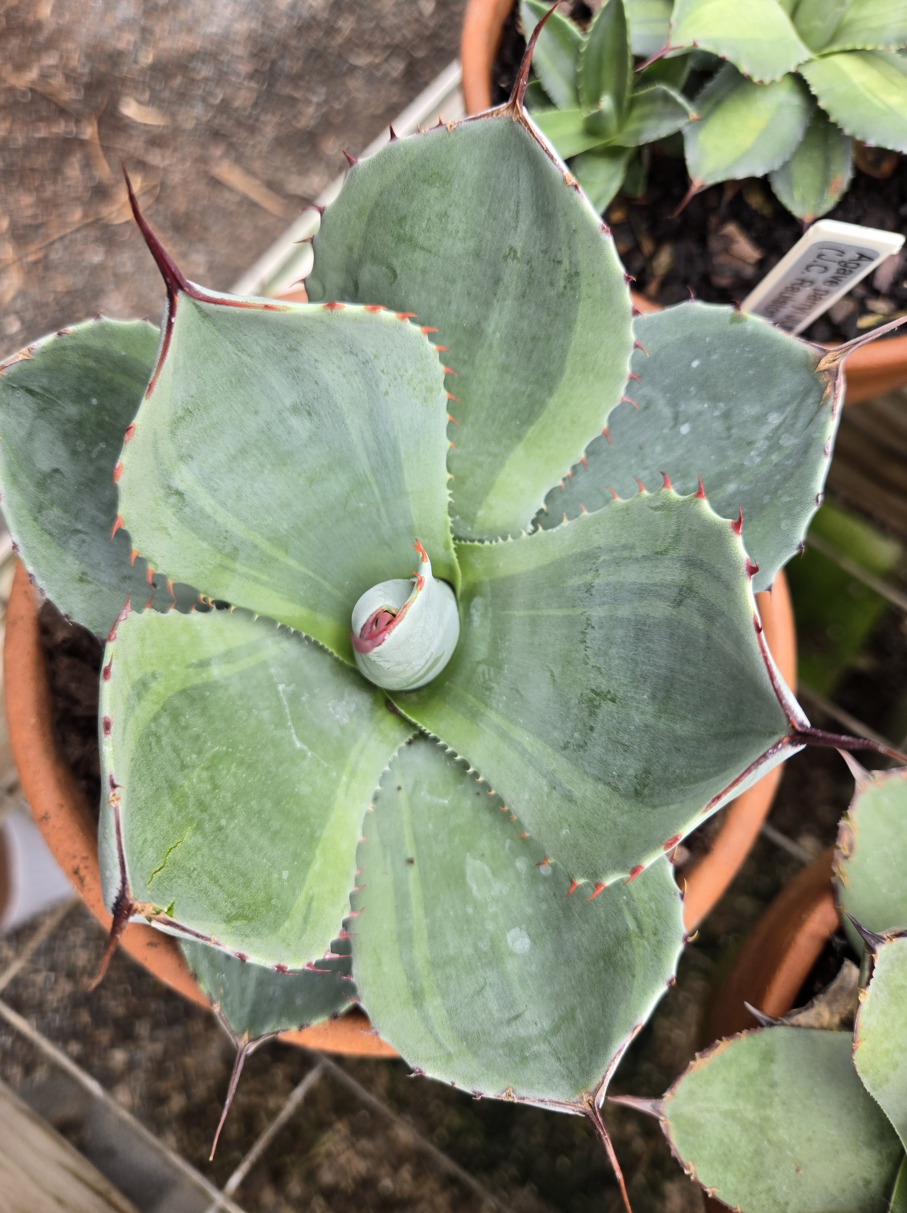 Agave parryi ssp truncata Monet Moment JLBG 011