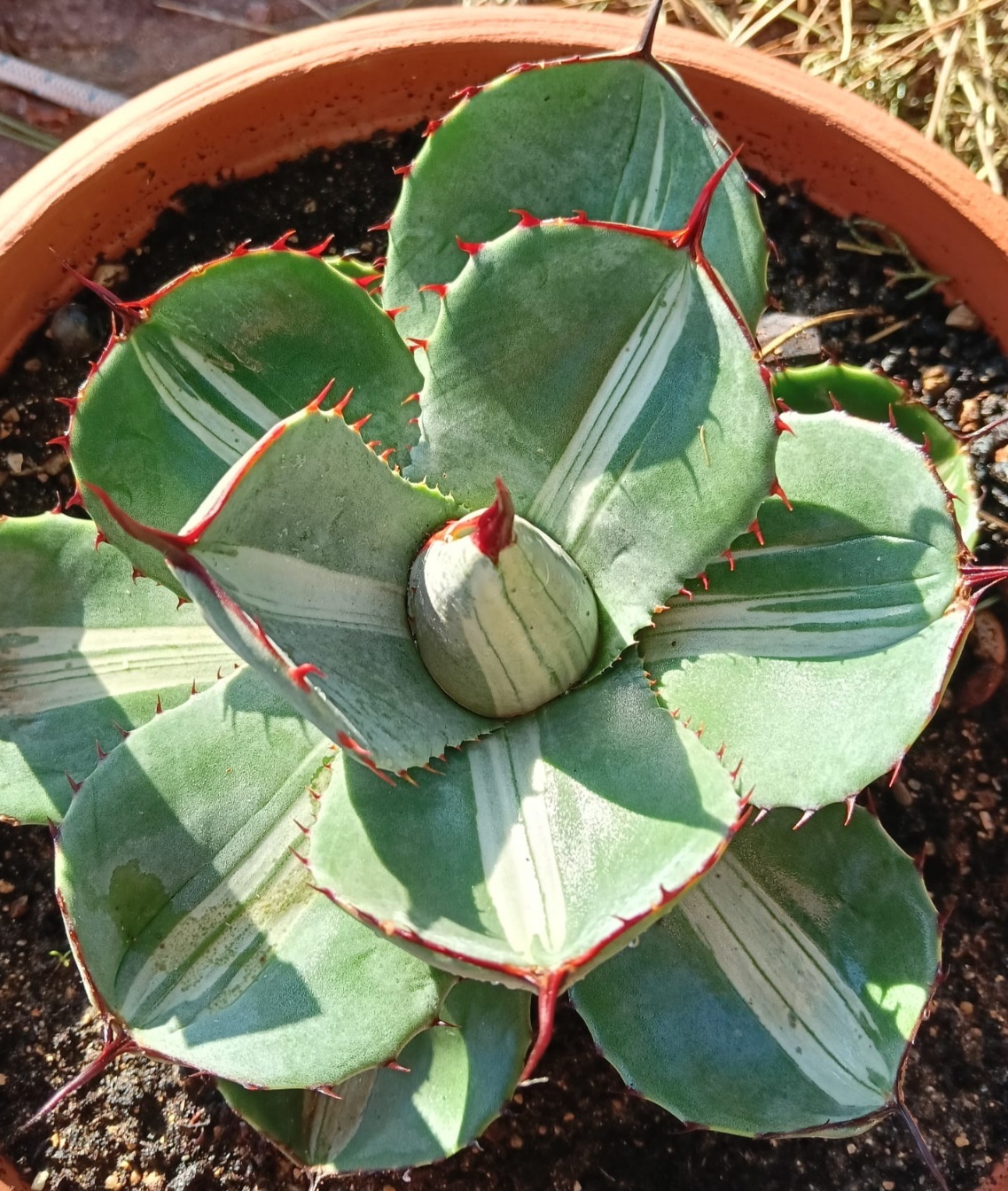 Agave parryi ssp truncata 'Silver Back' @ Luigi Busato Garden, Carloforte Italy; discovered by Stef van Dort