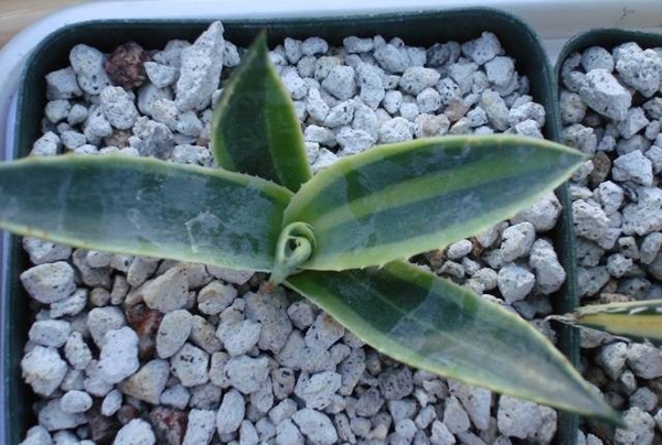 Agave parryi ssp. huachucensis yellow edge (Guy Wrinkle); whereabouts unknown after Guy's passing