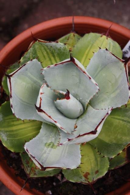 Agave parryi ssp. truncata 'Baby Face' @ PDN/JLBG (Avent)