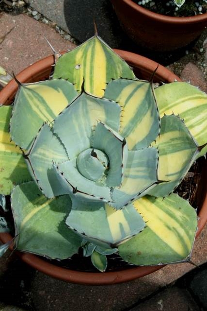 Agave parryi ssp. truncata 'Baby Face' (JLBG-003) @ PDN/JLBG (Avent)