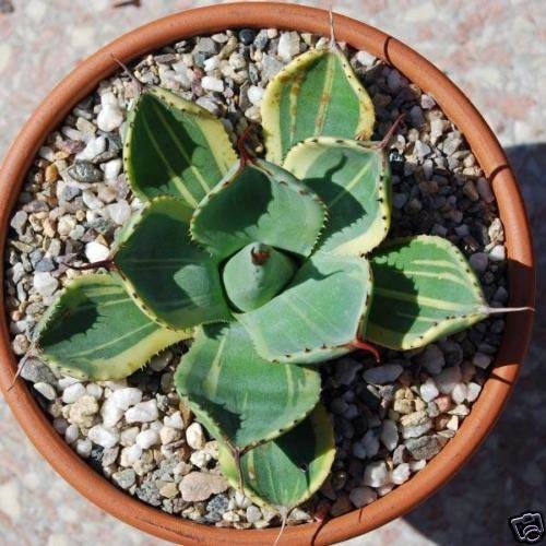 Agave parryi ssp. truncata cream edge Huntington Form (Larry Weisel)