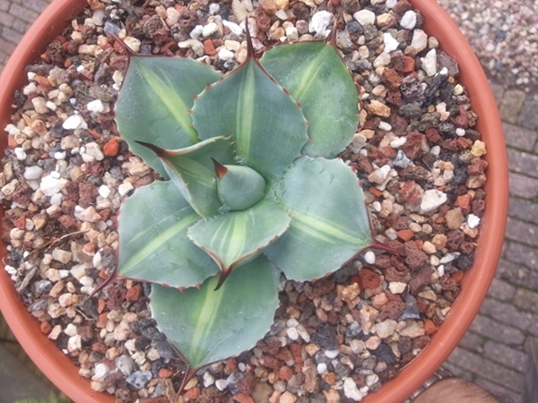 Agave parryi ssp. truncata 'Little Thump' @ Holland (S. van Dort); named by Stef van Dort