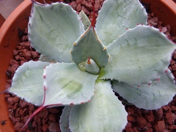 Agave parryi ssp. truncata cream center (Paolo del Piano)