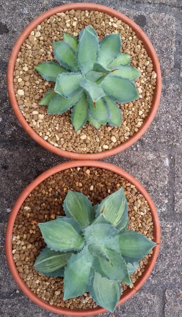 Agave isthmensis 'Becky' (t); 'Lonkie' (b) (S. van Dort)