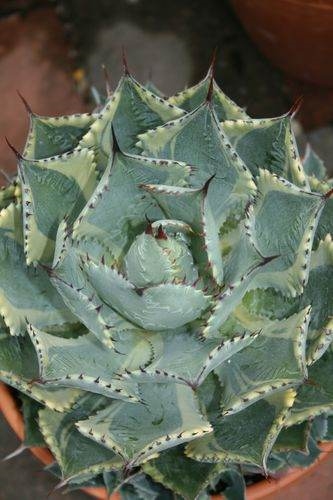 Agave 'Tradewinds' @ PDN/JLBG (Avent) A John Lucas introduction, named by Plant Delights. Probably a selection of Agave potatorum or Agave istmensis 